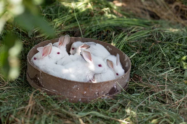 Pequeños Conejos Blancos Una Canasta Sobre Hierba Seca Día Soleado — Foto de Stock