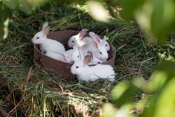Маленькие Белые Кролики Корзине Сухой Траве Солнечный День — стоковое фото
