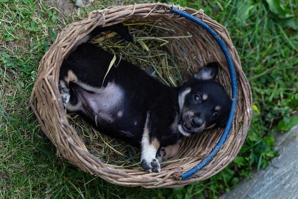 Cachorro Preto Cesta Vime Grama — Fotografia de Stock