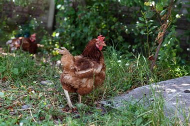 Kırmızı tavuk doğada çimenlerde yürüyor.