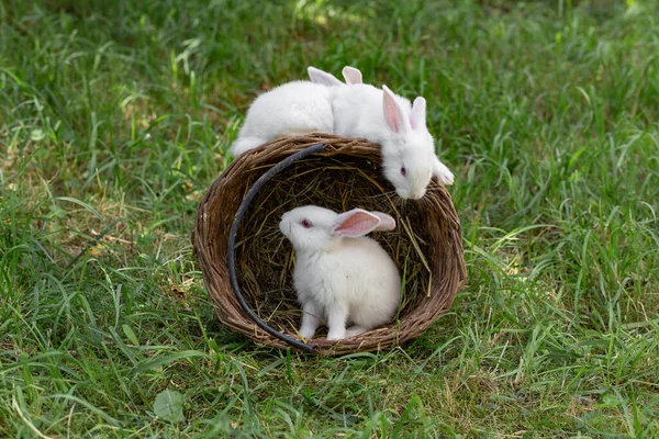 White Fluffy Rabbits Playing Wicker Basket Grass — Stock Photo, Image