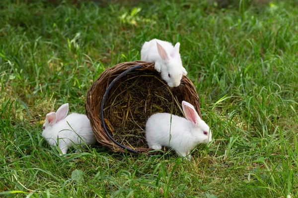 Белые Пушистые Кролики Играют Плетеной Корзиной Траве — стоковое фото
