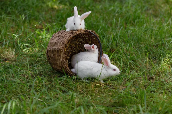 White Fluffy Rabbits Playing Wicker Basket Grass — Stock Photo, Image