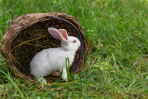 White Fluffy Rabbit Wicker Basket Grass — Stock Photo, Image