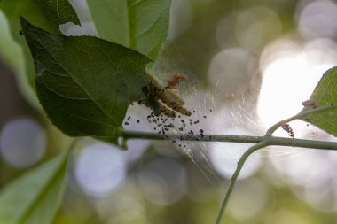 Örümcek ağındaki tırtıllar ağaçların yapraklarını yerler.