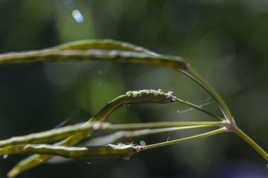 Bitkilerin yaprak bitleri doğaya yakın.