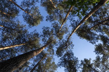 Mavi gökyüzündeki ağaçların tepeleri