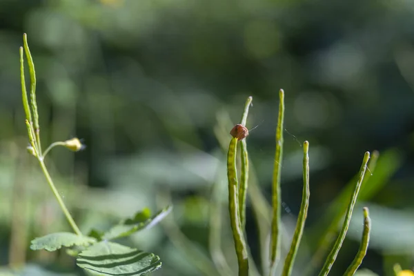 Pucerons Sur Les Plantes Près Dans Nature — Photo