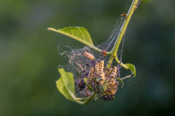 Caterpillars Spider Web Eat Leaves Trees — Stock Photo, Image