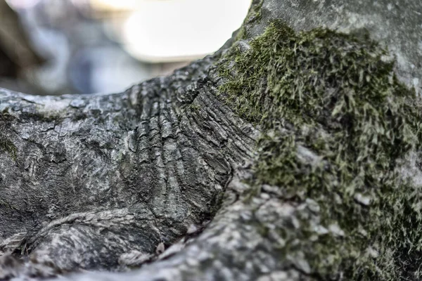 Raízes Árvore Que Brotou Entre Pedras — Fotografia de Stock