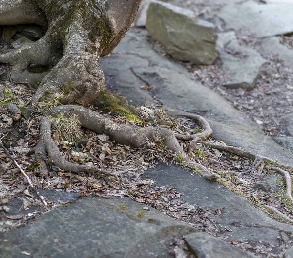 Kořeny Stromu Který Vyrašil Mezi Kameny — Stock fotografie