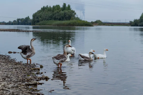 a flock of geese floats on the river