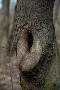 Ağaç kabuğu yakın ağaç dokusu