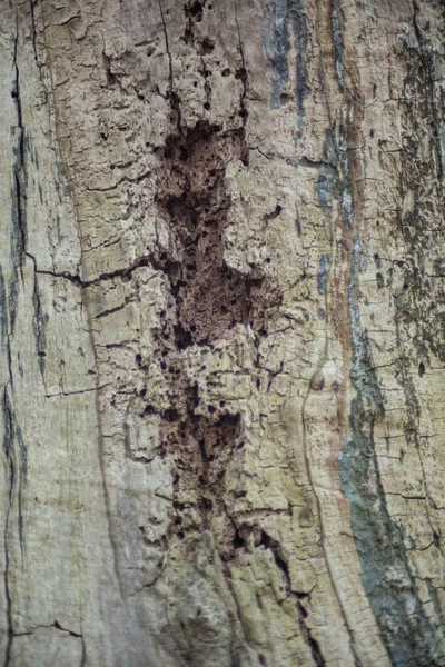 Árvore Seca Sem Bark Closeup — Fotografia de Stock