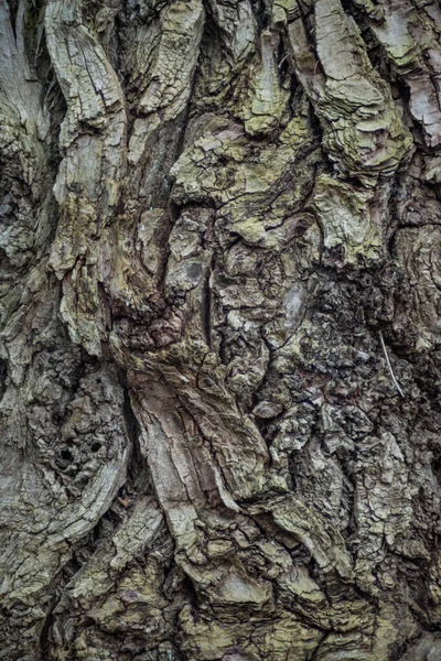 Casca Árvore Closeup Textura Árvore — Fotografia de Stock