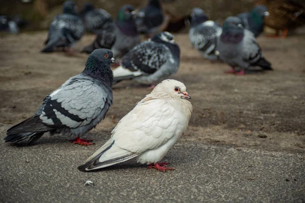 Colombe Blanche Parmi Autres Pigeons — Photo