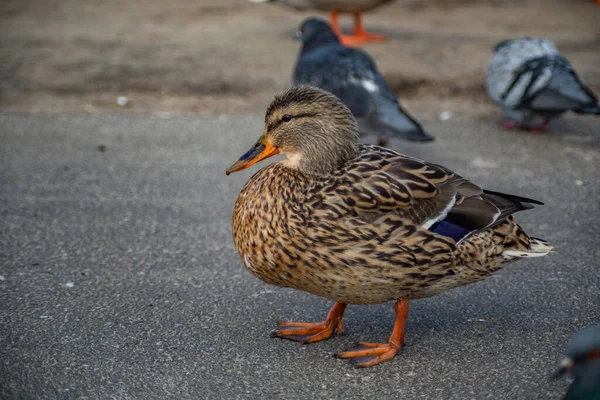 wild duck is a closeup of a free walk on the asphalt