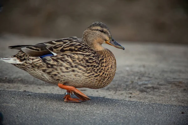 wild duck is a closeup of a free walk on the asphalt