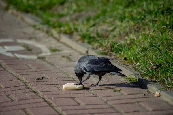Corbeau Noir Mange Fromage Sur Les Pavés Par Une Journée — Photo