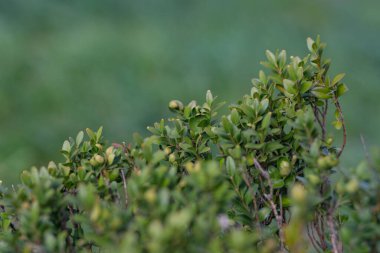 yeşil arkaplanda yeşil çalı