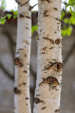 Genç huş ağacının gövdesi ışık arka planına yakın.