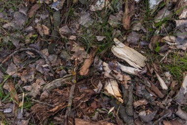 Parkta ağaç kabuğu parçaları