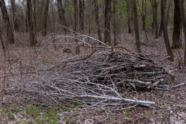Baharın başlarında ormandaki budanmış ağaç dalları