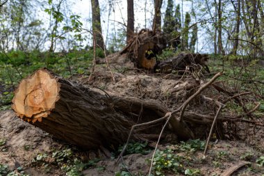 Ormandaki kurumuş ağaç.