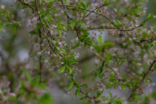 Arbre Fleur Cerisier Éparpillé — Photo