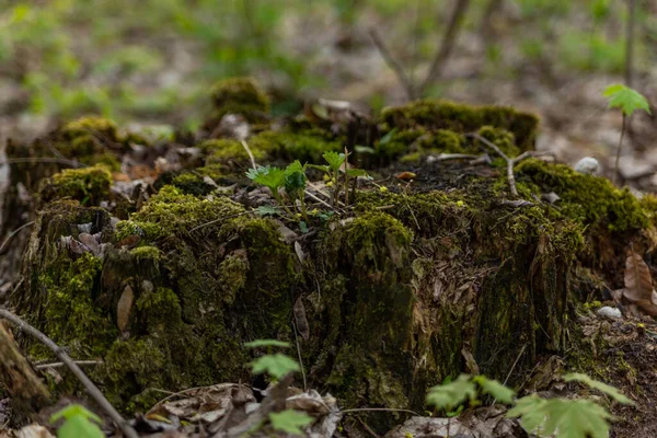 Musgo Creció Viejo Tocón Bosque —  Fotos de Stock