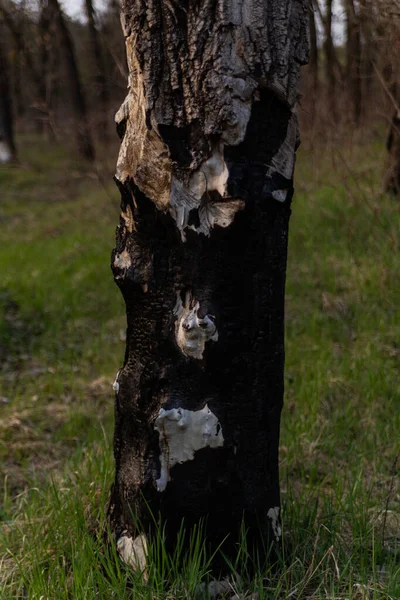 Árvore Após Fogo Closeup Primavera — Fotografia de Stock