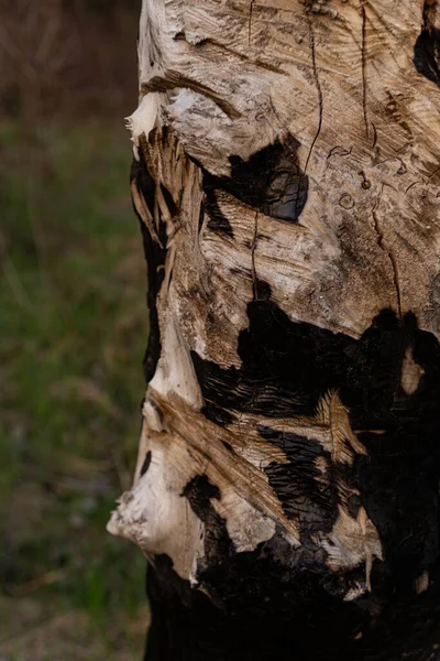 Arbre Après Feu Gros Plan Printemps — Photo