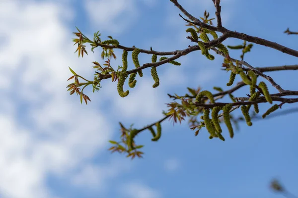 Blossoms Walnut Tree Closeup Early Spring — Stock Photo, Image