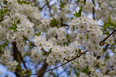 Mavi gökyüzü arka planında kiraz çiçekleri