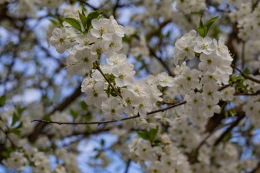 Mavi gökyüzü arka planında kiraz çiçekleri