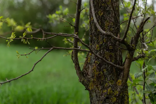 Träd Bål Närbild Med Unga Blad Grön Bakgrund — Stockfoto