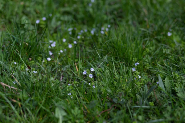 Lente Bloemen Het Gras Het Vroege Voorjaar — Stockfoto