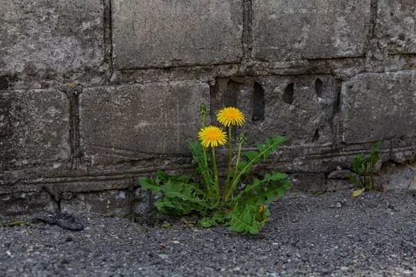 dandelion grew in the asphalt near the brick wall closeup