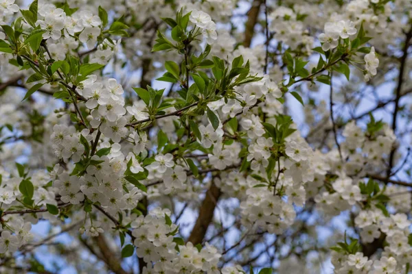 Cherry Blossom Blue Sky Background — Stock Photo, Image