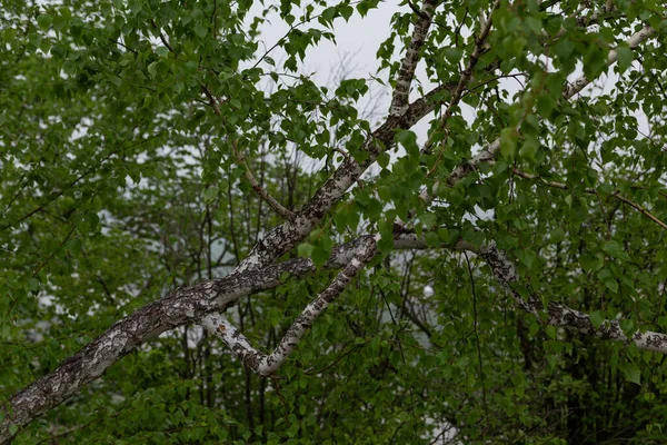 Bříza Větev Mladými Listy Začátku Jara Oblačném Počasí — Stock fotografie