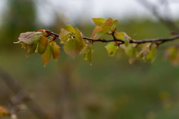Unga Träd Löv Närbild Början Våren — Stockfoto