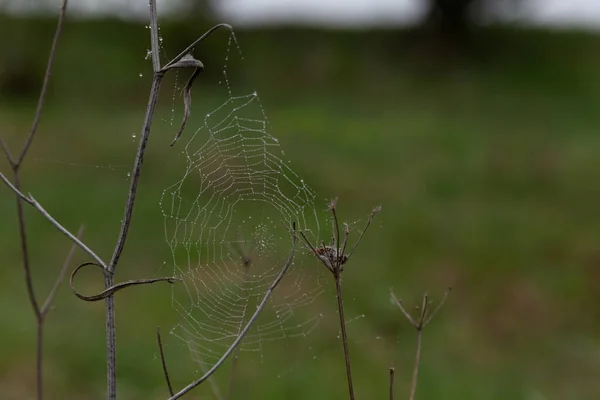 Toile Araignée Tissée Sur Herbe Recouverte Rosée Matin — Photo