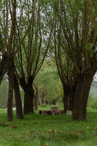 Parktaki Büyük Ağaçların Arasında Piknik Yeri — Stok fotoğraf