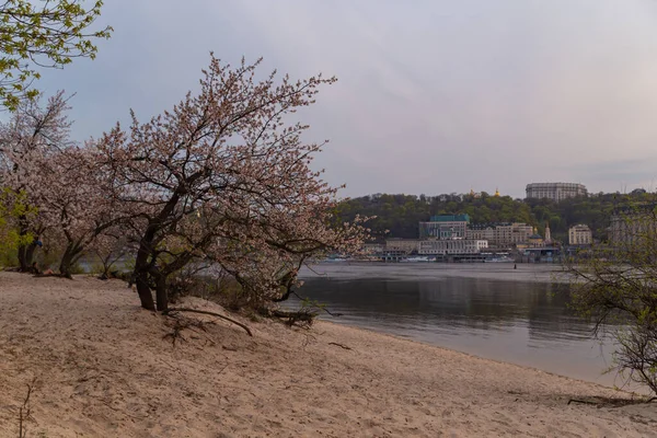 開花桜の近くのドニエプル川の銀行はキエフの太陽と美しい景色を設定します — ストック写真