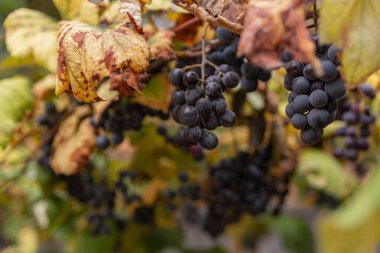 olgunlaşmış üzümler sarmaşıkların arasında