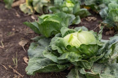 Bahçede büyüyen lahanalar.