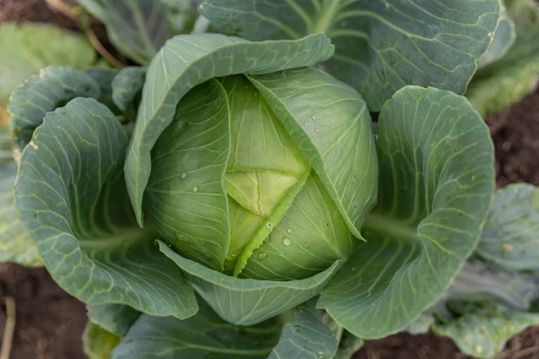 Cabbage Close Growing Garden — Stock Photo, Image