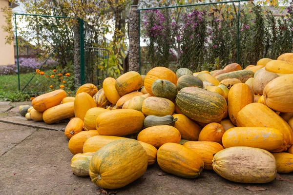 Stora Gula Och Gröna Pumpor Hög Hösten Klart Väder — Stockfoto