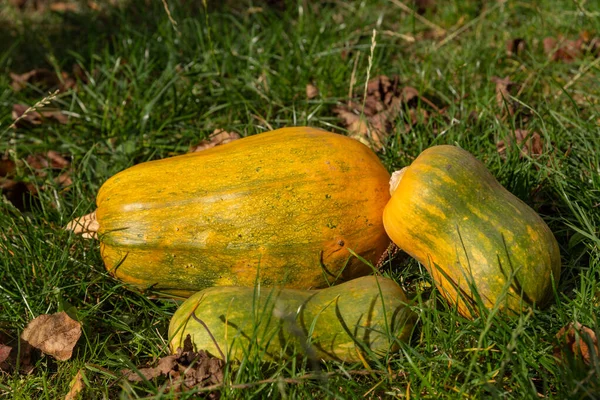 Жовті Гарбузи Зелені Гарбузи Одній Стопі Восени — стокове фото