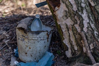  Ağaç hasarı için huş ağacı özsuyu çıkarma görevi
